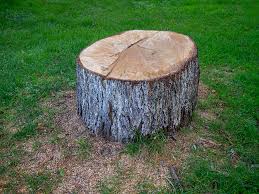 Reliable Coburg, OR Tree Services Solutions