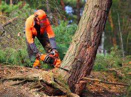 Best Tree Cabling and Bracing  in Coburg, OR