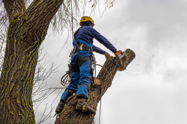 Best Tree Trimming and Pruning  in Coburg, OR