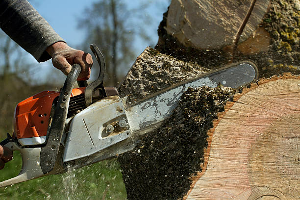 How Our Tree Care Process Works  in  Coburg, OR